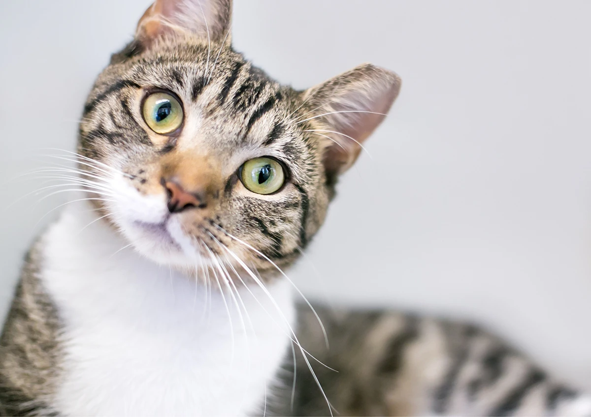 Neurologija Neurologija