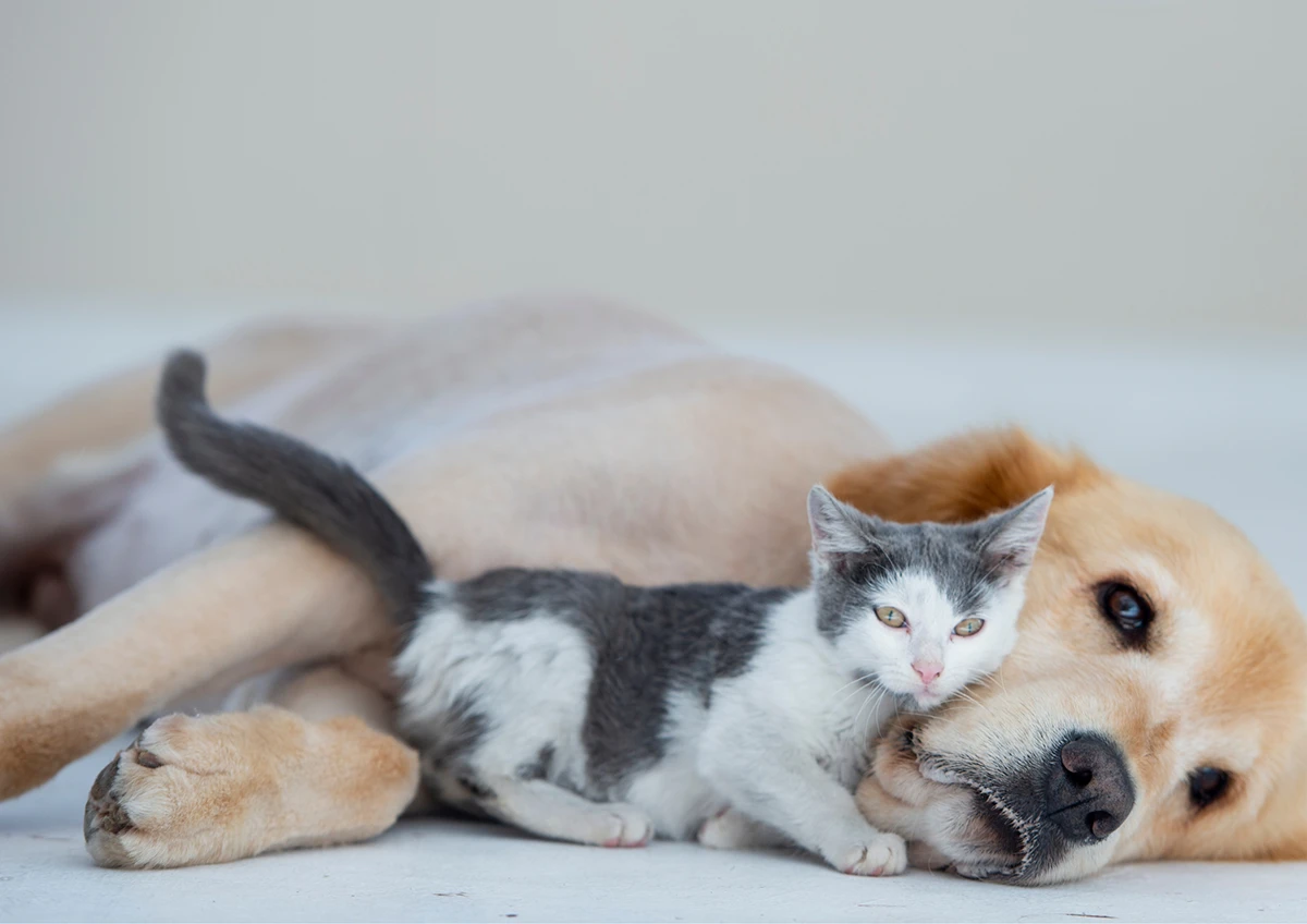 Onkologija Onkologija