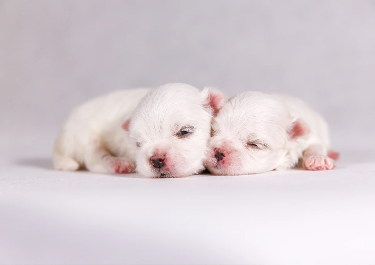 Porodništvo Porodništvo