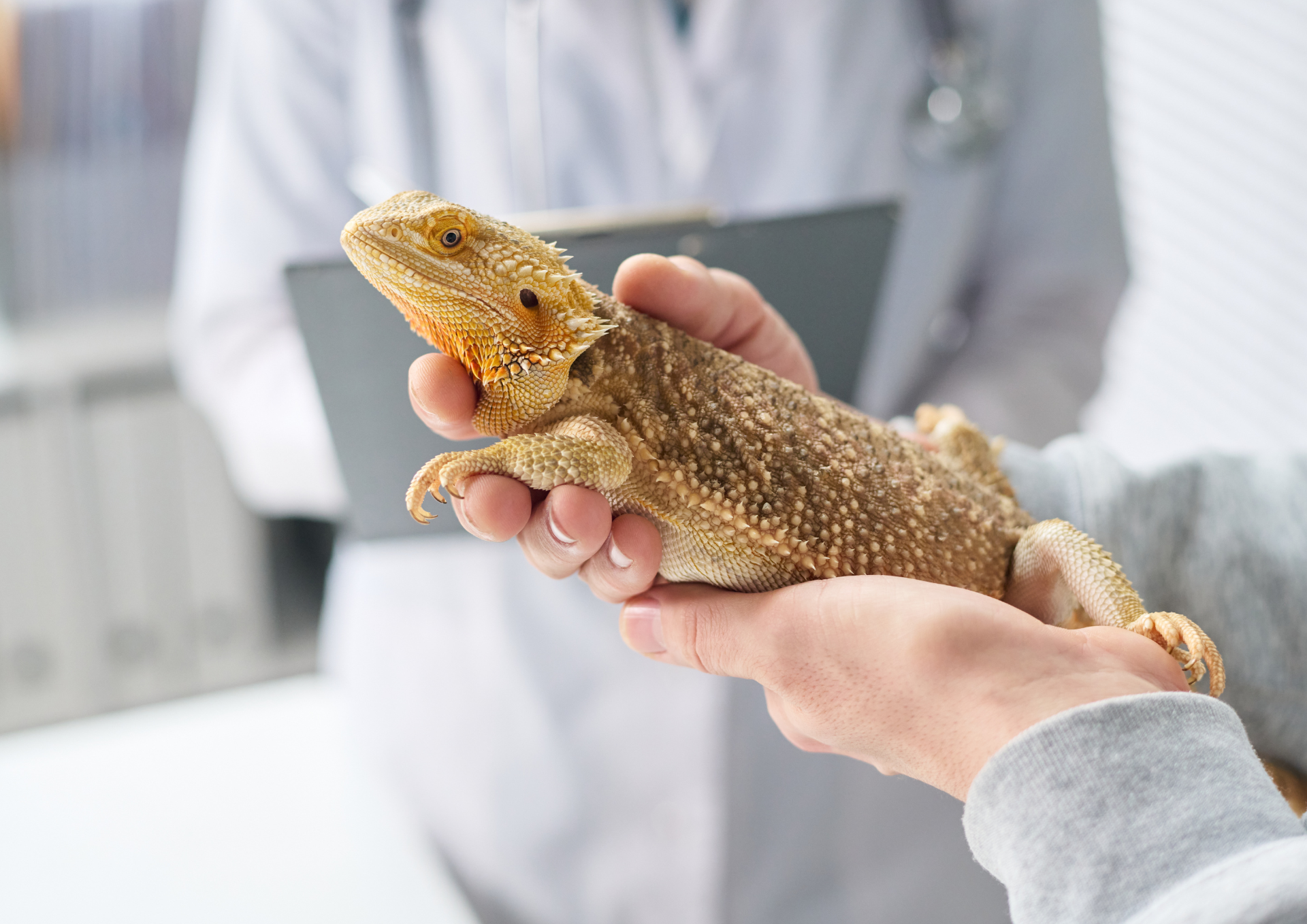 gušter i veterinar
