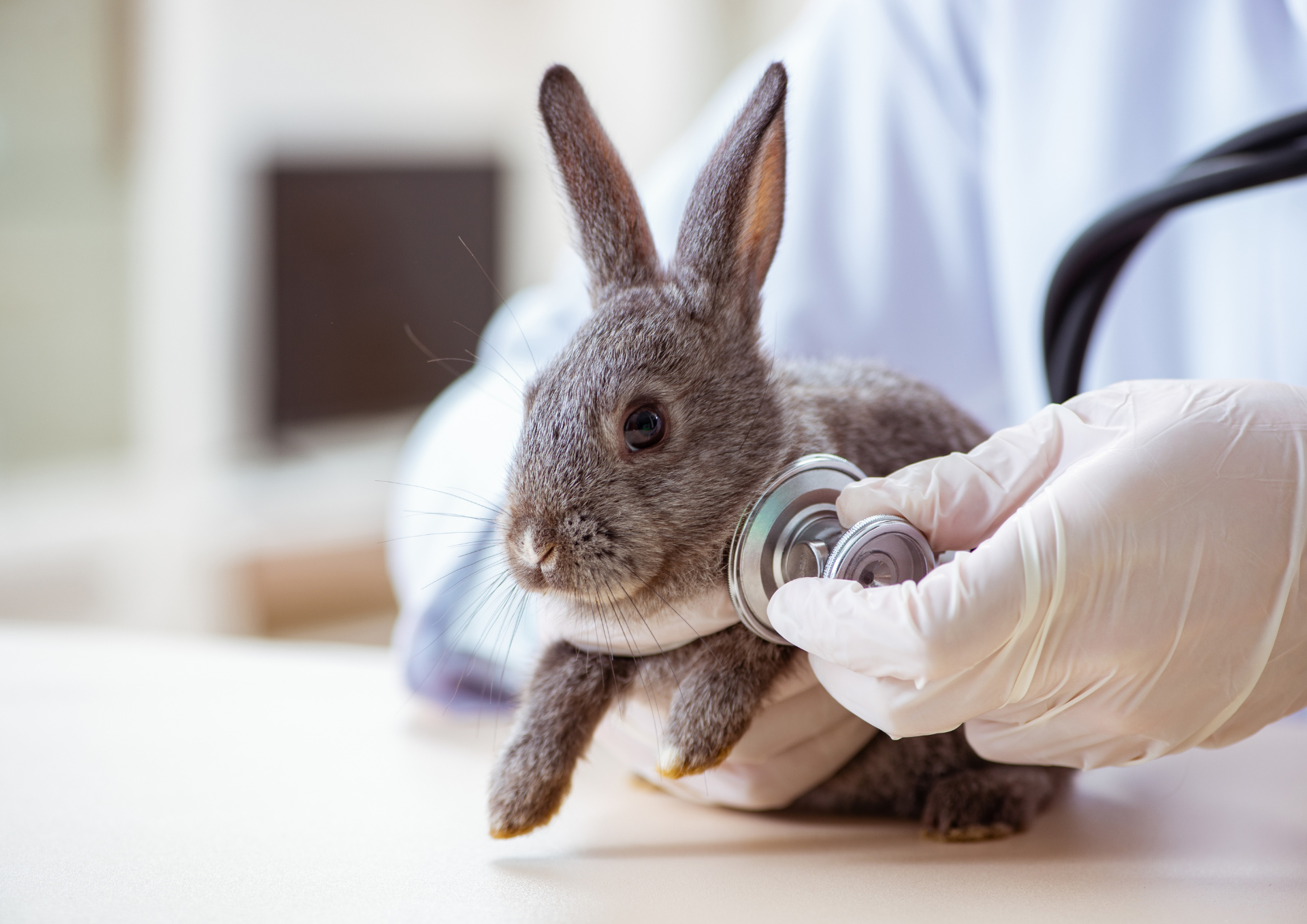 kunić i veterinar