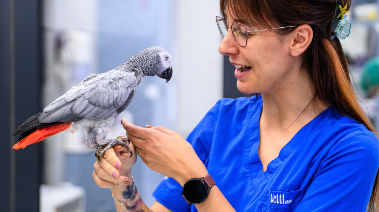 papige i veterinar